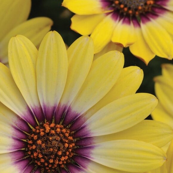 Meet your Posher, Haley - Picture 1 of 1